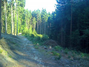 4-prihrazy-lesni-cesta.jpg