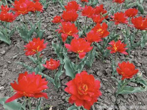 zámek Lednice - park - plnokvěté tulipány